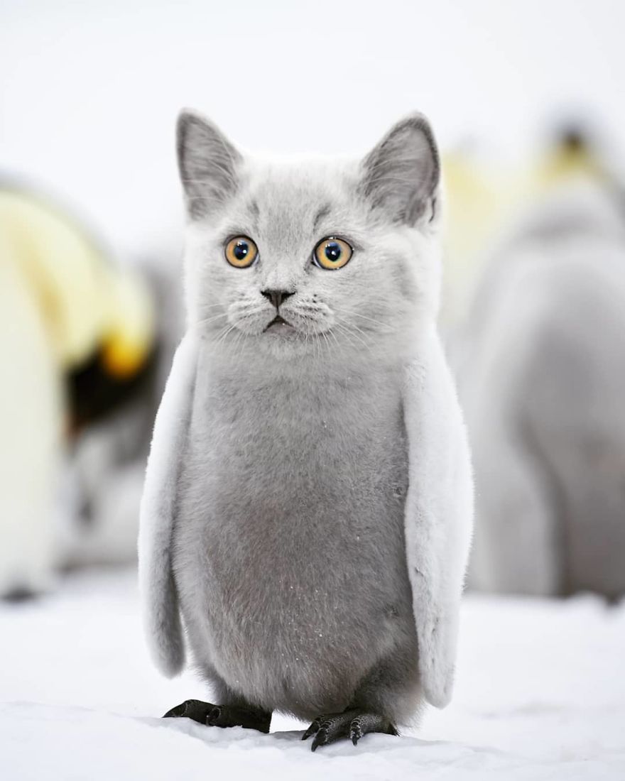 hybride chat pingouin hybride chat pingouin