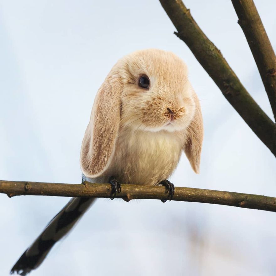 hybride lapin oiseau hybride lapin oiseau