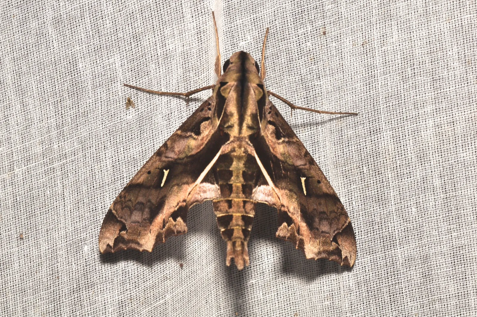 papillon Hemeroplanes triptolemus papillon Hemeroplanes triptolemus