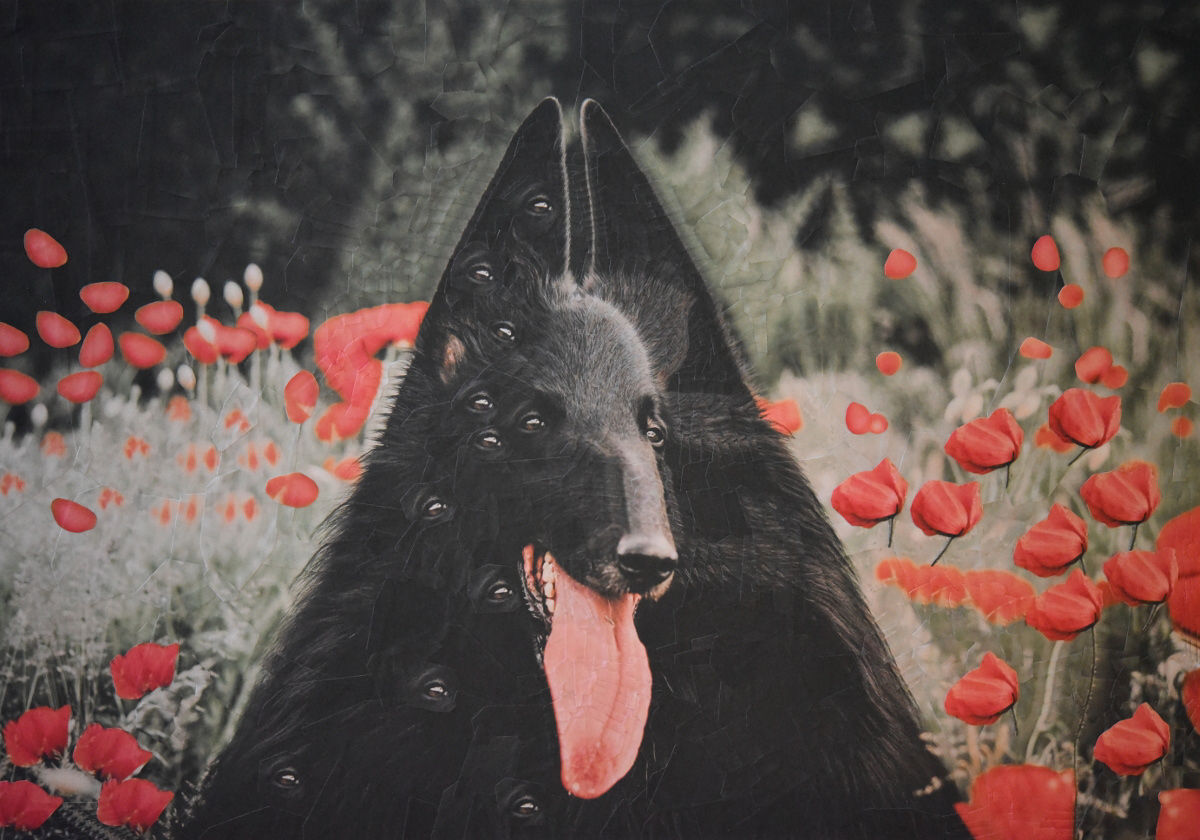 Cats and Dogs II - de nouveaux portraits surréalistes de chiens et de chats en collages par Lola Dupré Cats and DogsII de nouveaux portraits surrealistes de chiens et de chats en collages par Lola Dupre 1 Cats-and-DogsII-de-nouveaux-portraits-surrealistes-de-chiens-et-de-chats-en-collages-par-Lola-Dupre-1