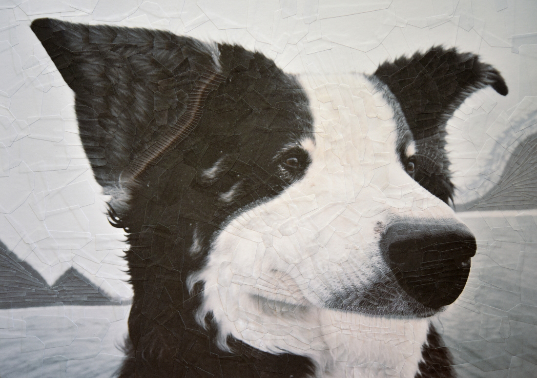 Cats and Dogs II - de nouveaux portraits surréalistes de chiens et de chats en collages par Lola Dupré Cats and DogsII de nouveaux portraits surrealistes de chiens et de chats en collages par Lola Dupre 7 Cats-and-DogsII-de-nouveaux-portraits-surrealistes-de-chiens-et-de-chats-en-collages-par-Lola-Dupre-7