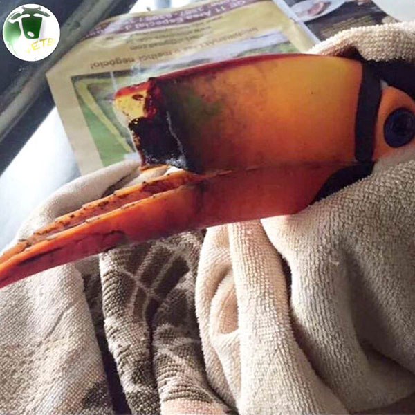 Un nouveau bec en impression 3D pour un toucan blessé Un nouveau bec en impression 3D pour un toucan blesse 2 Un-nouveau-bec-en-impression-3D-pour-un-toucan-blesse-2