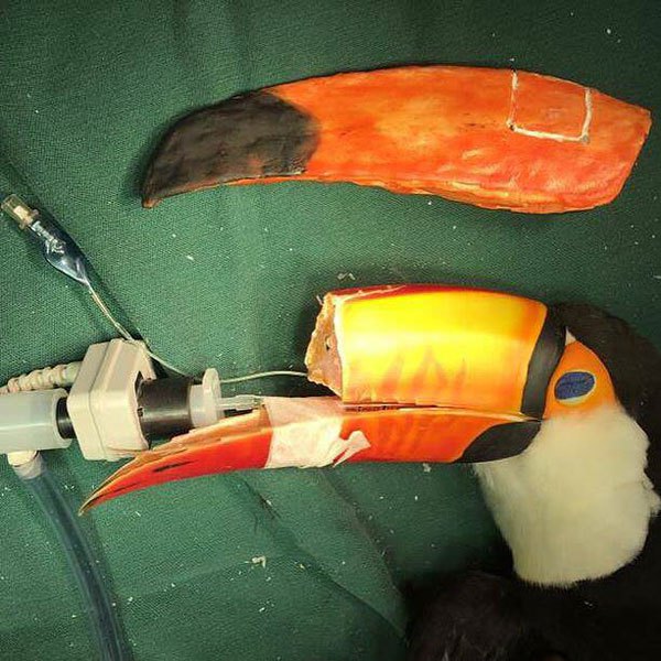 Un nouveau bec en impression 3D pour un toucan blessé Un nouveau bec en impression 3D pour un toucan blesse 3 Un-nouveau-bec-en-impression-3D-pour-un-toucan-blesse-3