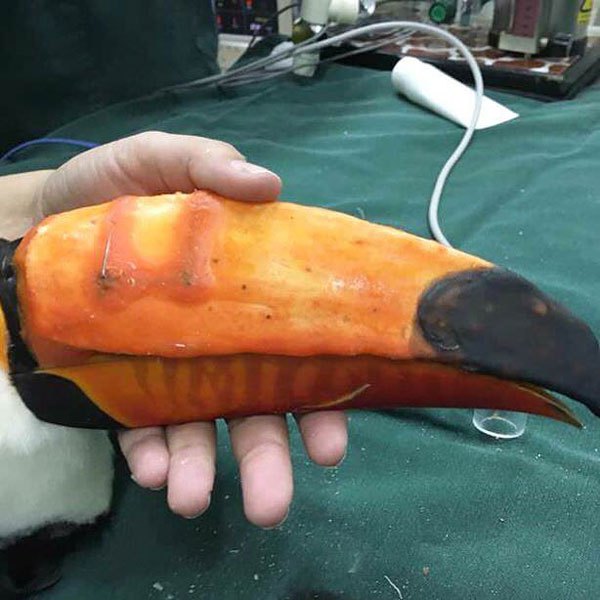 Un nouveau bec en impression 3D pour un toucan blessé Un nouveau bec en impression 3D pour un toucan blesse 6 Un-nouveau-bec-en-impression-3D-pour-un-toucan-blesse-6