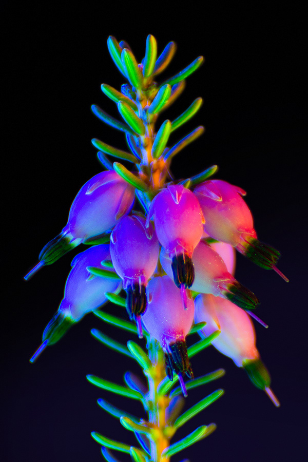 Granular creatures - des végétaux aux ultra-violets par Slava Semeniuta Granular creatures des vegetaux aux ultra violets par Slava Semeniuta 11 Granular-creatures-des-vegetaux-aux-ultra-violets-par-Slava-Semeniuta-11