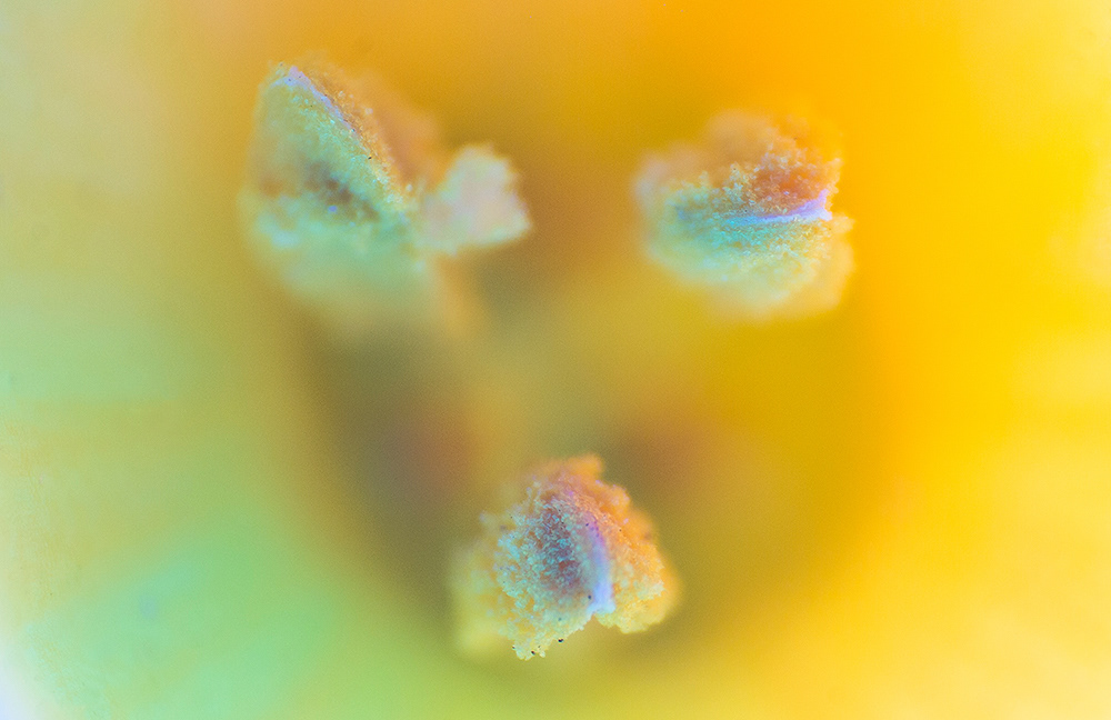 Granular creatures - des végétaux aux ultra-violets par Slava Semeniuta Granular creatures des vegetaux aux ultra violets par Slava Semeniuta 2 Granular-creatures-des-vegetaux-aux-ultra-violets-par-Slava-Semeniuta-2