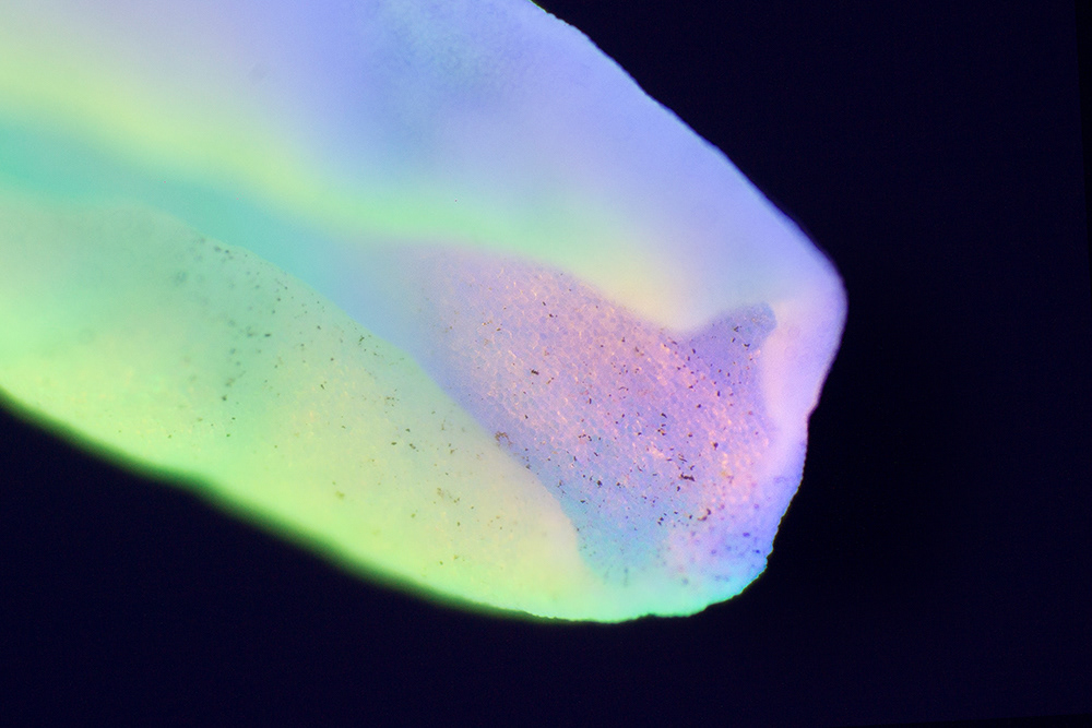 Granular creatures - des végétaux aux ultra-violets par Slava Semeniuta Granular creatures des vegetaux aux ultra violets par Slava Semeniuta 3 Granular-creatures-des-vegetaux-aux-ultra-violets-par-Slava-Semeniuta-3