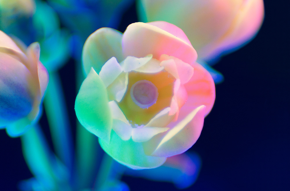 Granular creatures - des végétaux aux ultra-violets par Slava Semeniuta Granular creatures des vegetaux aux ultra violets par Slava Semeniuta 5 Granular-creatures-des-vegetaux-aux-ultra-violets-par-Slava-Semeniuta-5