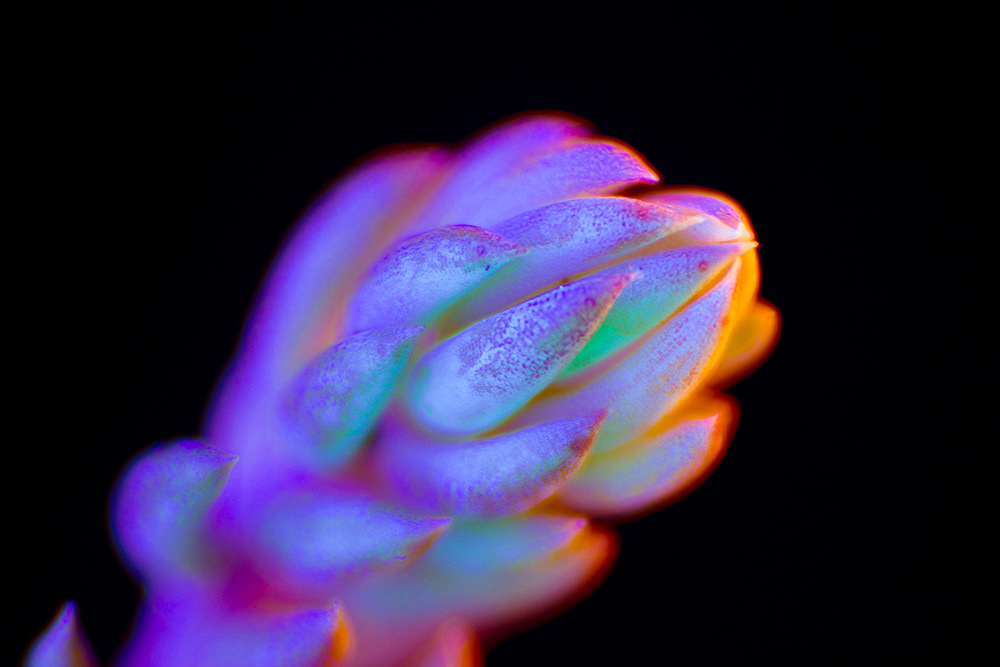 Granular creatures - des végétaux aux ultra-violets par Slava Semeniuta Granular creatures des vegetaux aux ultra violets par Slava Semeniuta 8 Granular-creatures-des-vegetaux-aux-ultra-violets-par-Slava-Semeniuta-8