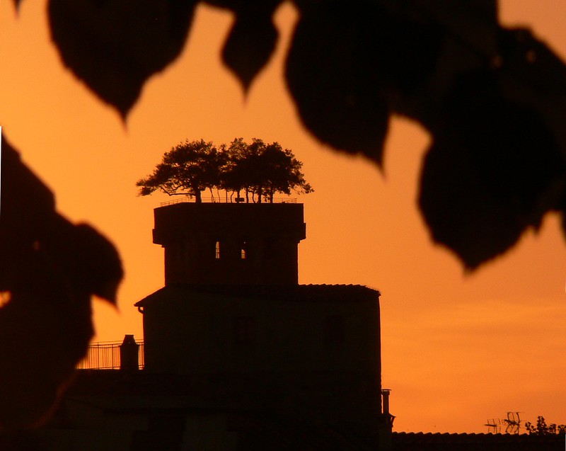 L'insolite tour Guinigi à Lucques en Toscane L insolite tour Guinigi a Lucques en Toscane italie 11 L-insolite-tour-Guinigi-a-Lucques-en-Toscane-italie-11