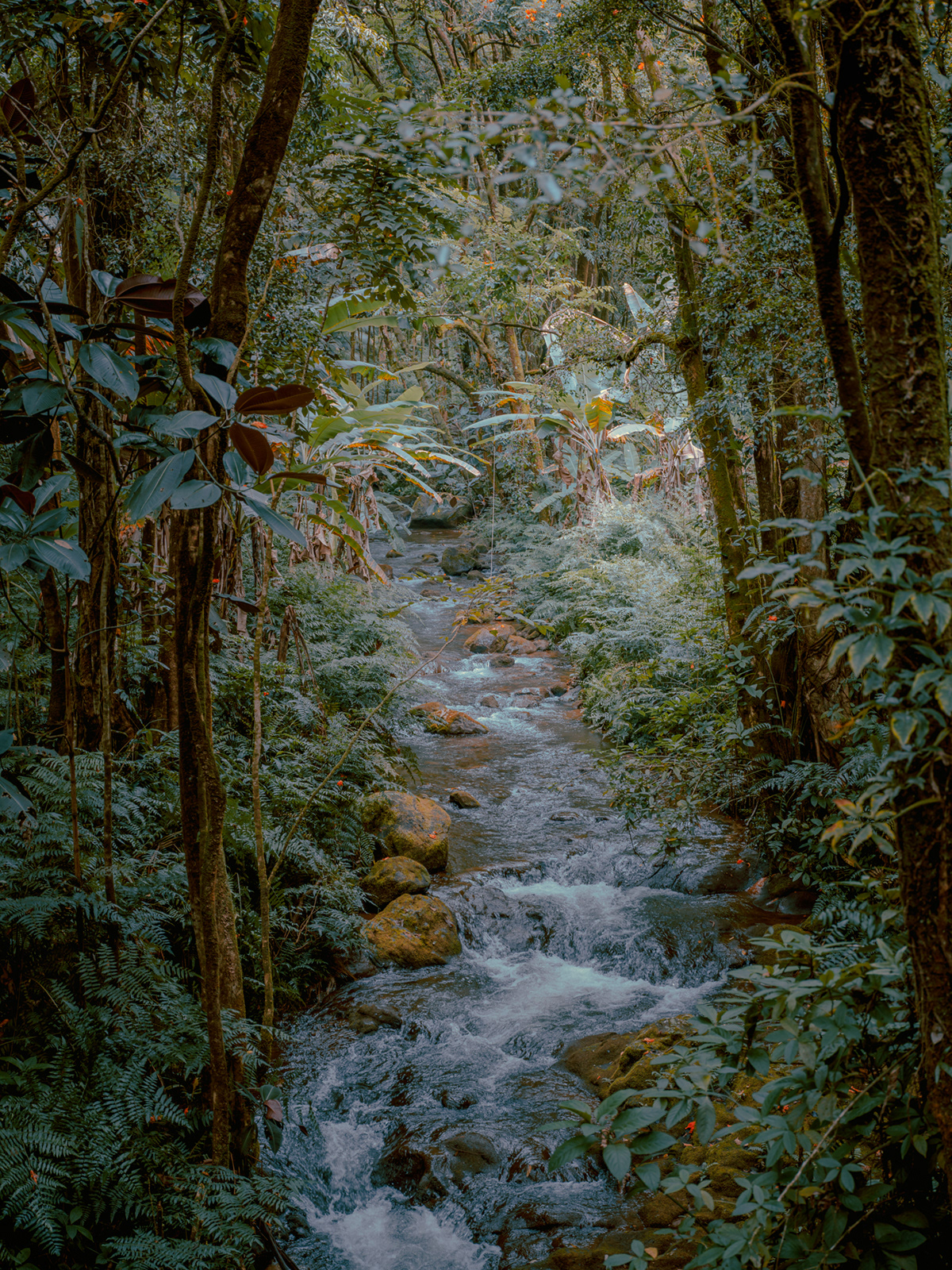 La beauté de la nature sauvage des îles de Hawaï par Cody Cobb La beaute de la nature sauvage des iles de Hawai par Cody Cobb 14 La-beaute-de-la-nature-sauvage-des-iles-de-Hawai-par-Cody-Cobb-14