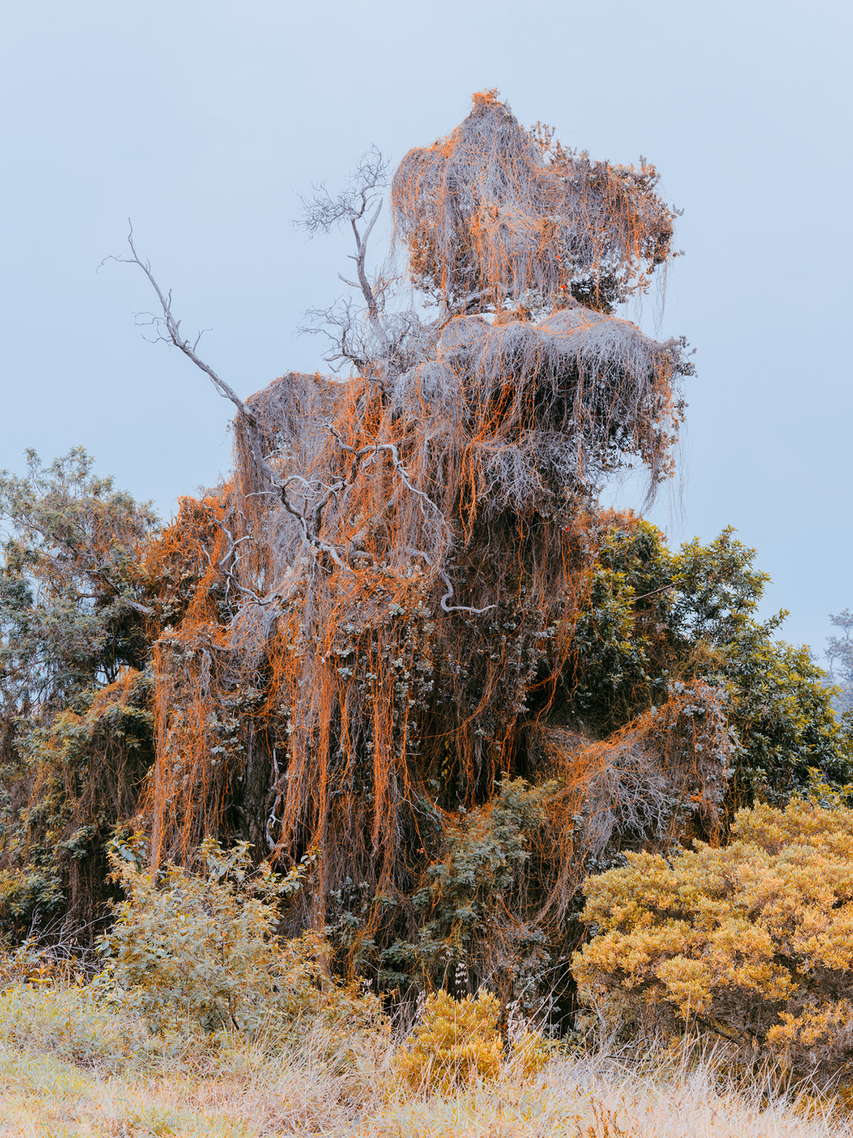 La beauté de la nature sauvage des îles de Hawaï par Cody Cobb La beaute de la nature sauvage des iles de Hawai par Cody Cobb 7 La-beaute-de-la-nature-sauvage-des-iles-de-Hawai-par-Cody-Cobb-7