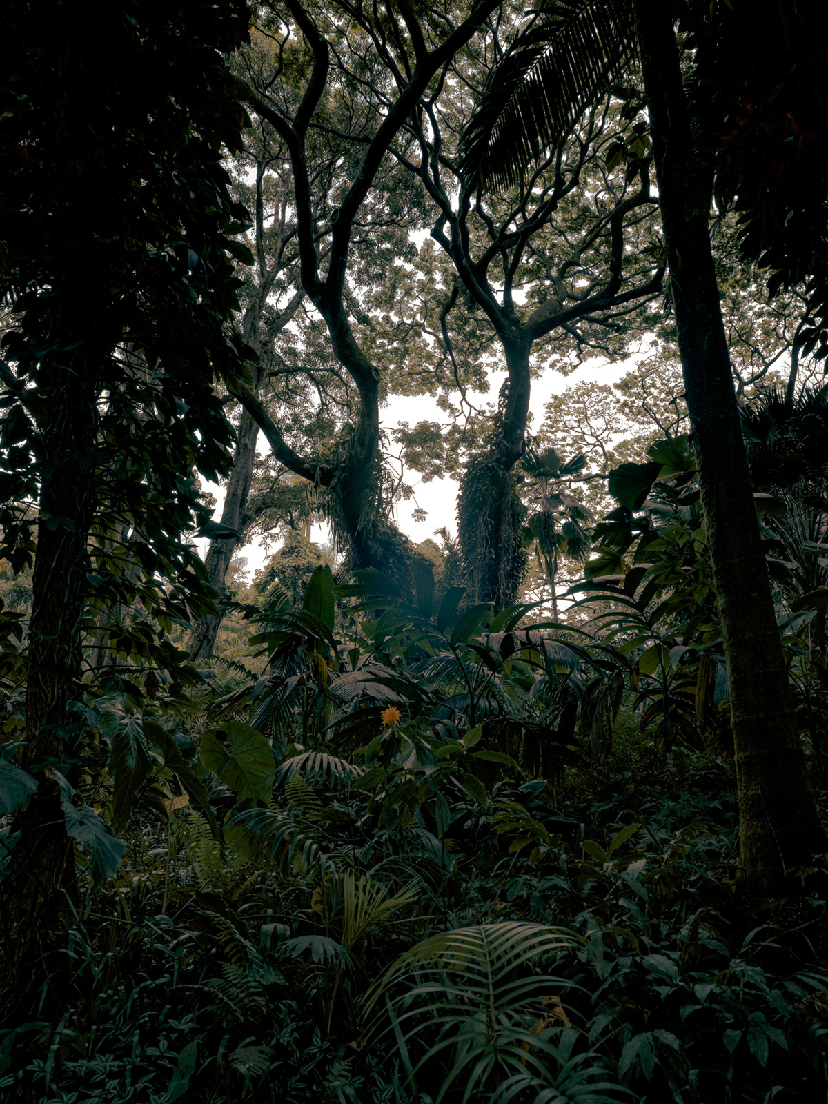 La beauté de la nature sauvage des îles de Hawaï par Cody Cobb La beaute de la nature sauvage des iles de Hawai par Cody Cobb 9 La-beaute-de-la-nature-sauvage-des-iles-de-Hawai-par-Cody-Cobb-9