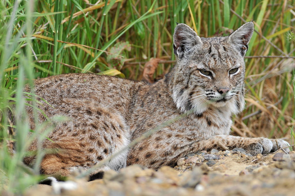 Le lynx roux ou chat tigré (bobcat) Le lynx roux ou chat tigre bobcat felin sauvage 10 Le-lynx-roux-ou-chat-tigre-bobcat-felin-sauvage-10