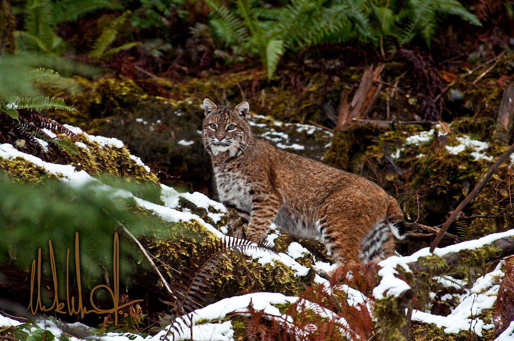 Le lynx roux ou chat tigré (bobcat) Le lynx roux ou chat tigre bobcat felin sauvage 11 Le-lynx-roux-ou-chat-tigre-bobcat-felin-sauvage-11