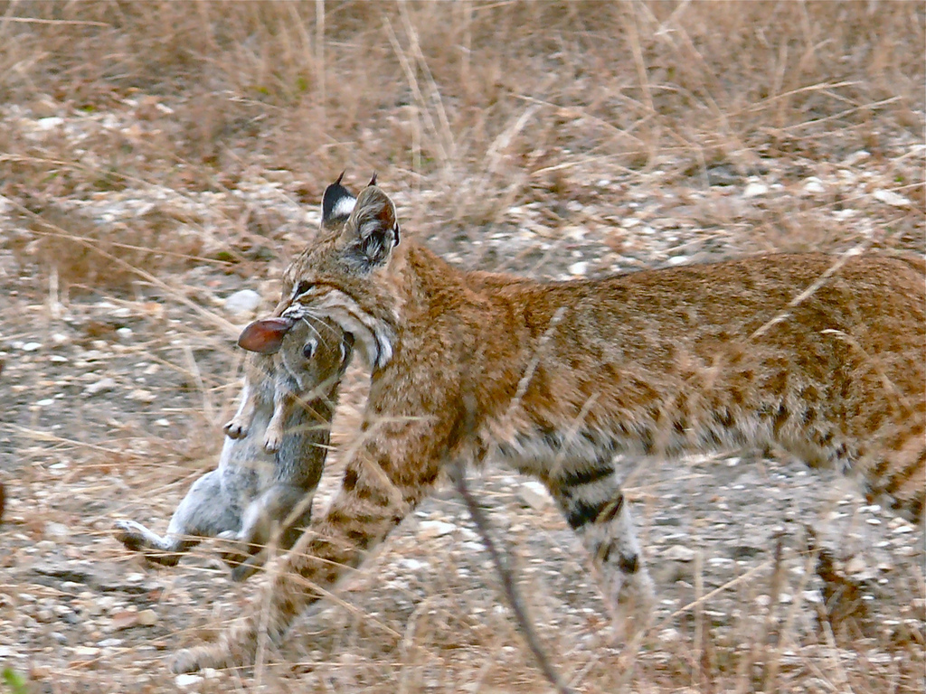 Le lynx roux ou chat tigré (bobcat) Le lynx roux ou chat tigre bobcat felin sauvage 12 Le-lynx-roux-ou-chat-tigre-bobcat-felin-sauvage-12