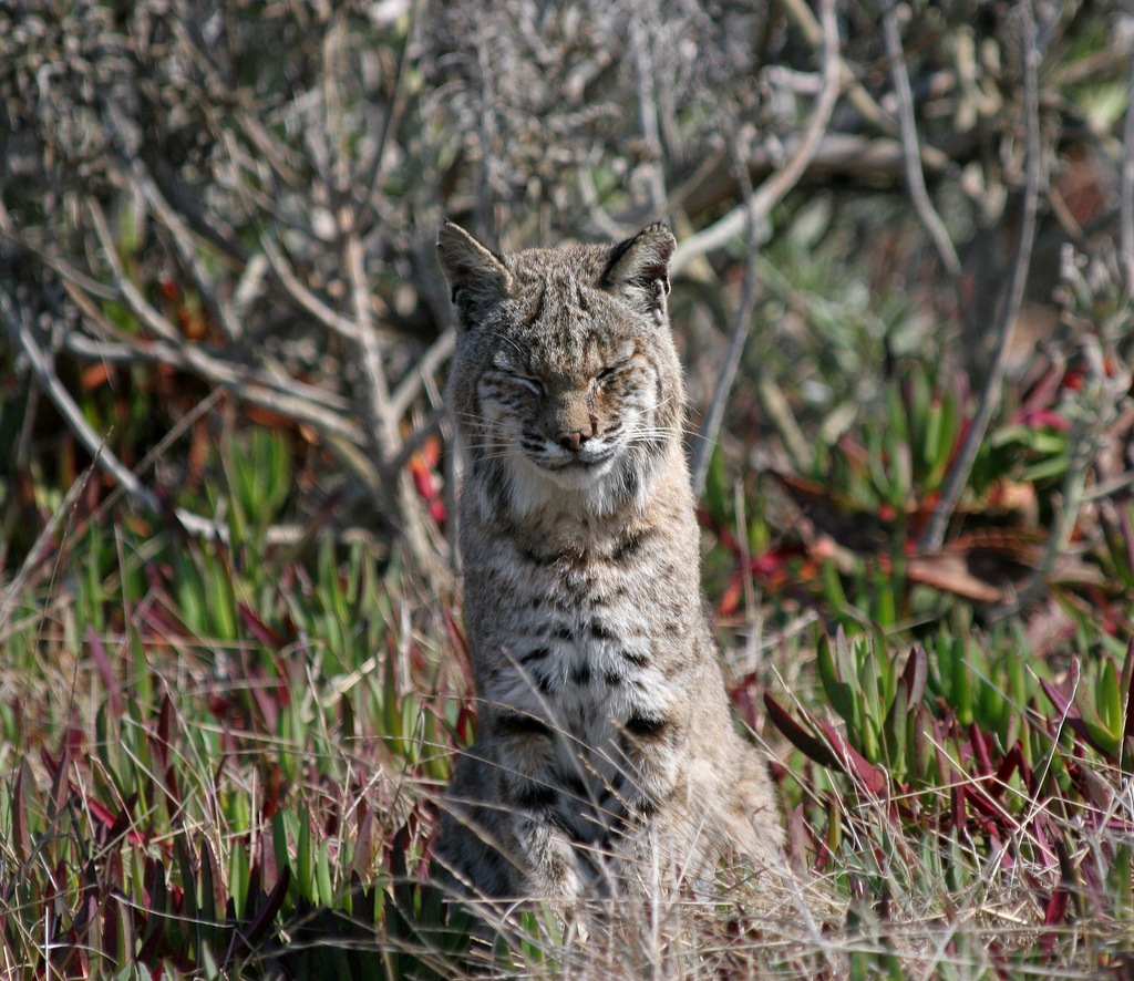 Le lynx roux ou chat tigré (bobcat) Le lynx roux ou chat tigre bobcat felin sauvage 13 Le-lynx-roux-ou-chat-tigre-bobcat-felin-sauvage-13