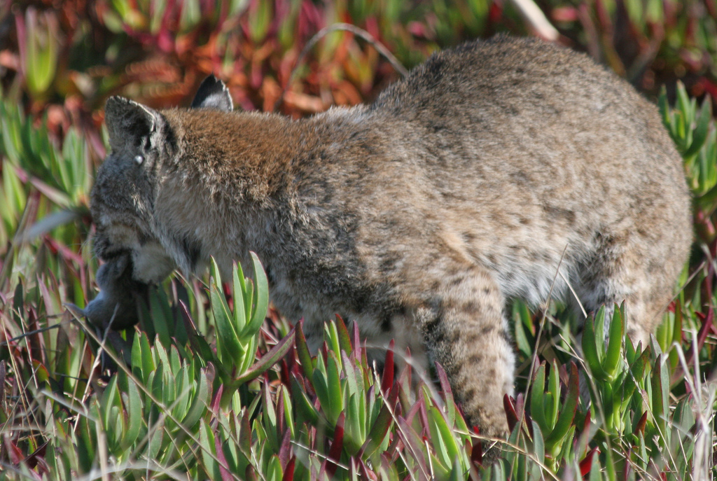 Le lynx roux ou chat tigré (bobcat) Le lynx roux ou chat tigre bobcat felin sauvage 15 Le-lynx-roux-ou-chat-tigre-bobcat-felin-sauvage-15