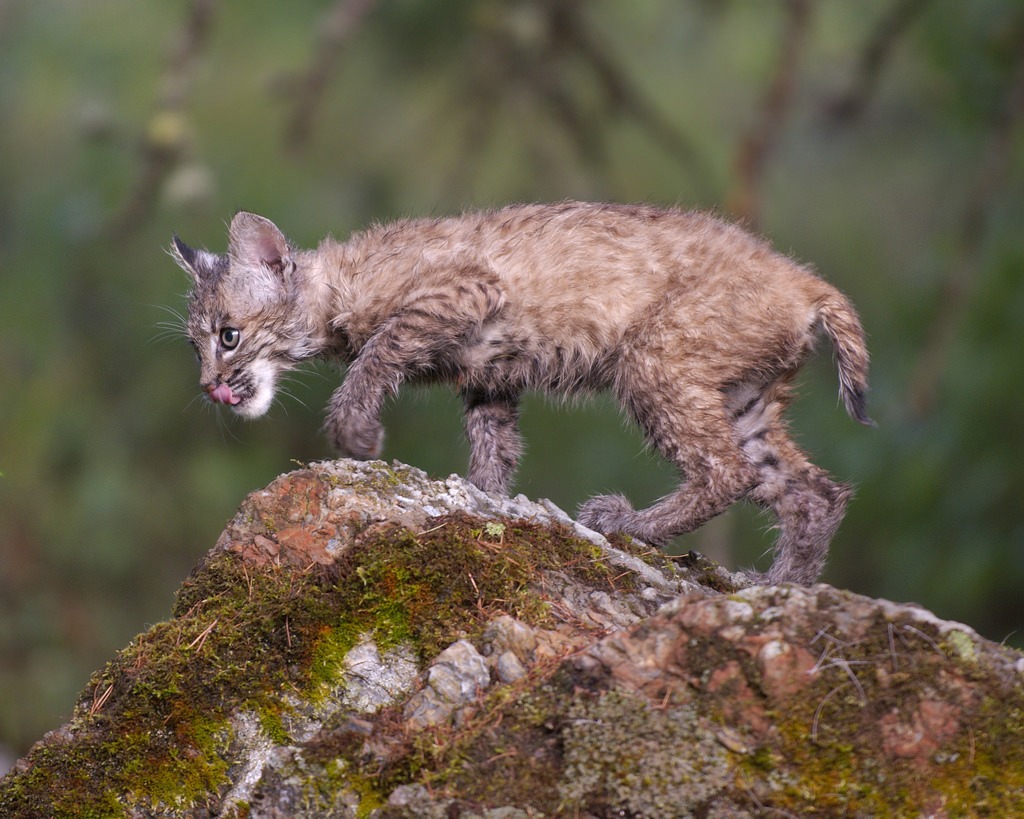 Le lynx roux ou chat tigré (bobcat) Le lynx roux ou chat tigre bobcat felin sauvage 17 Le-lynx-roux-ou-chat-tigre-bobcat-felin-sauvage-17
