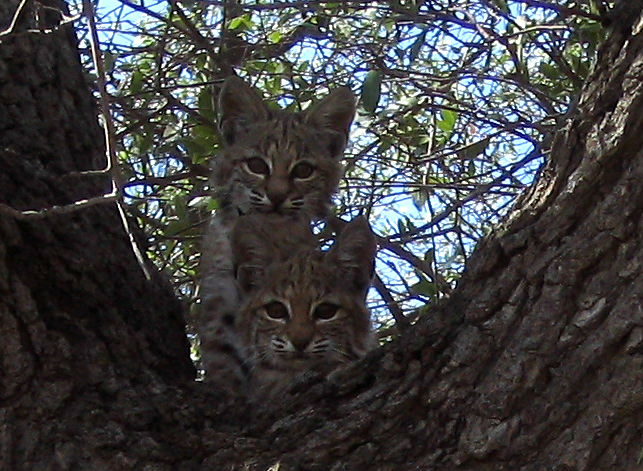 Le lynx roux ou chat tigré (bobcat) Le lynx roux ou chat tigre bobcat felin sauvage 18 Le-lynx-roux-ou-chat-tigre-bobcat-felin-sauvage-18