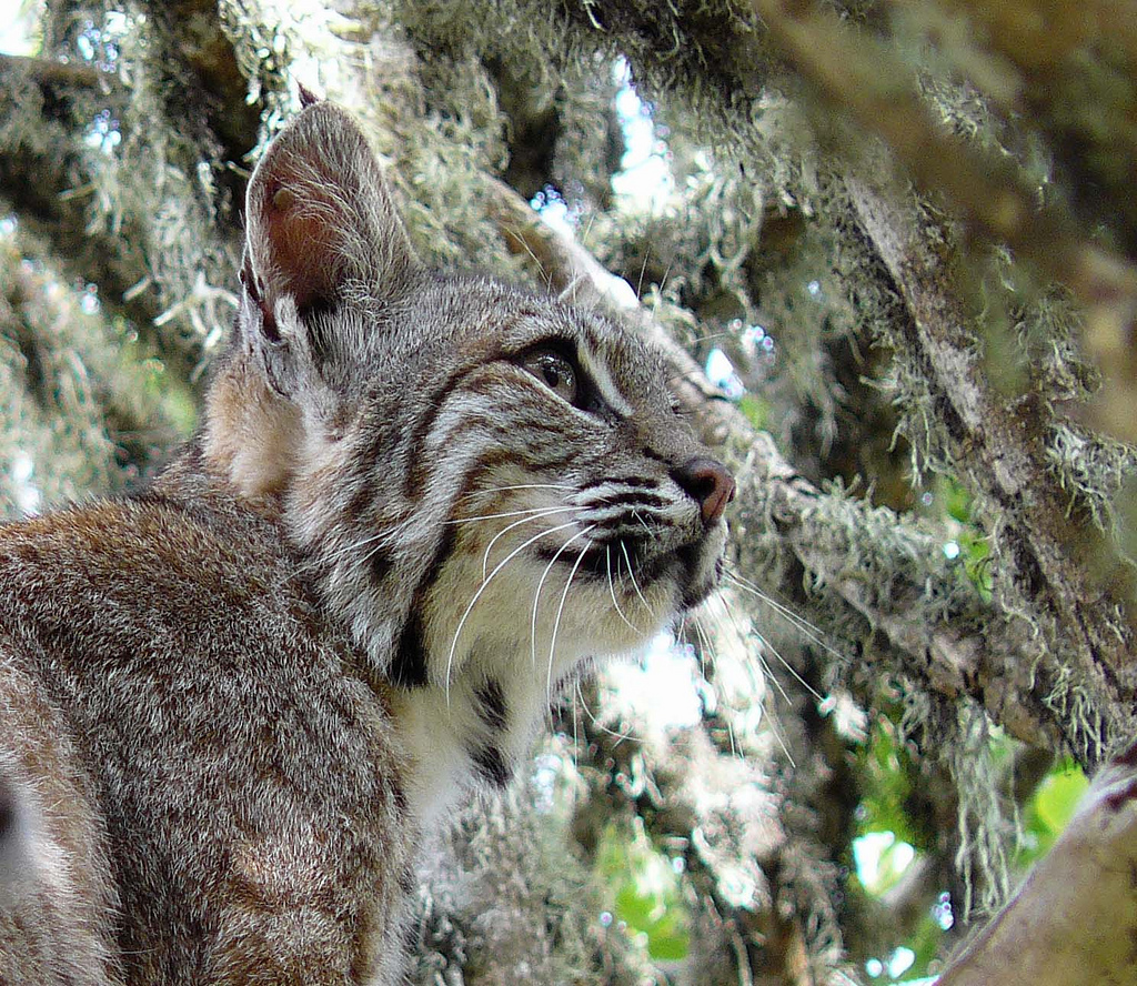 Le lynx roux ou chat tigré (bobcat) Le lynx roux ou chat tigre bobcat felin sauvage 19 Le-lynx-roux-ou-chat-tigre-bobcat-felin-sauvage-19