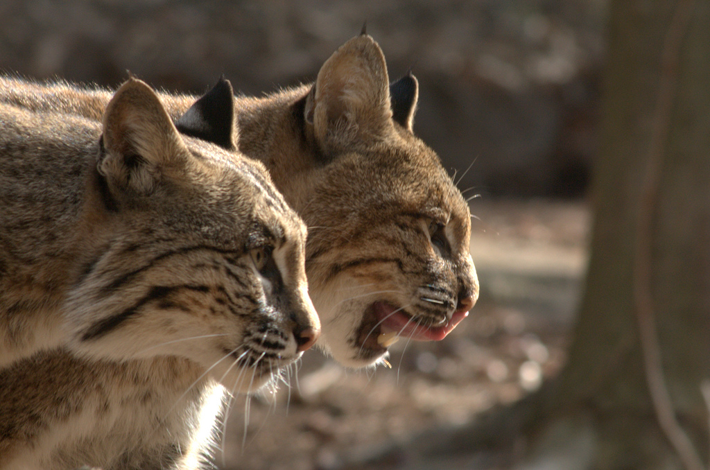 Le lynx roux ou chat tigré (bobcat) Le lynx roux ou chat tigre bobcat felin sauvage 21 Le-lynx-roux-ou-chat-tigre-bobcat-felin-sauvage-21