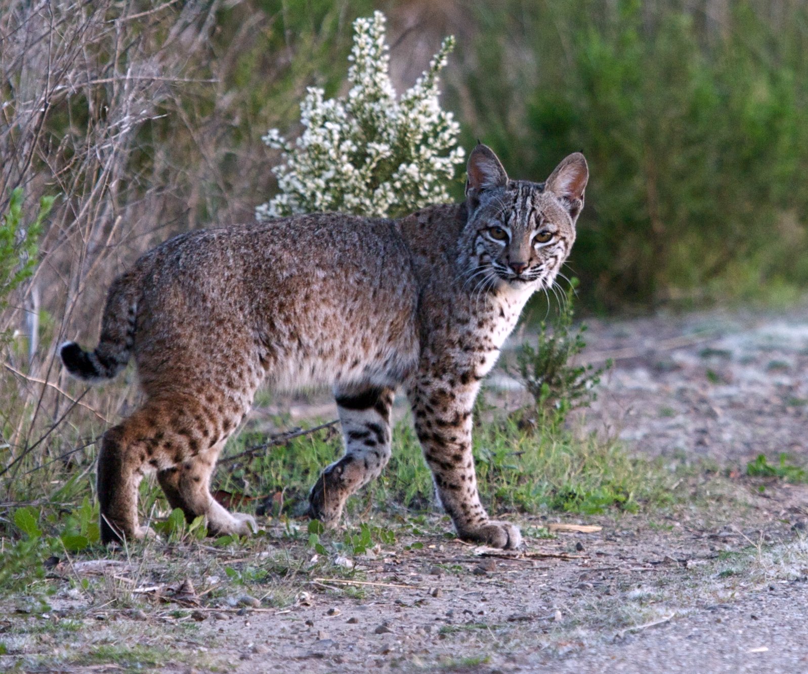 Le lynx roux ou chat tigré (bobcat) Le lynx roux ou chat tigre bobcat felin sauvage 3 Le-lynx-roux-ou-chat-tigre-bobcat-felin-sauvage-3