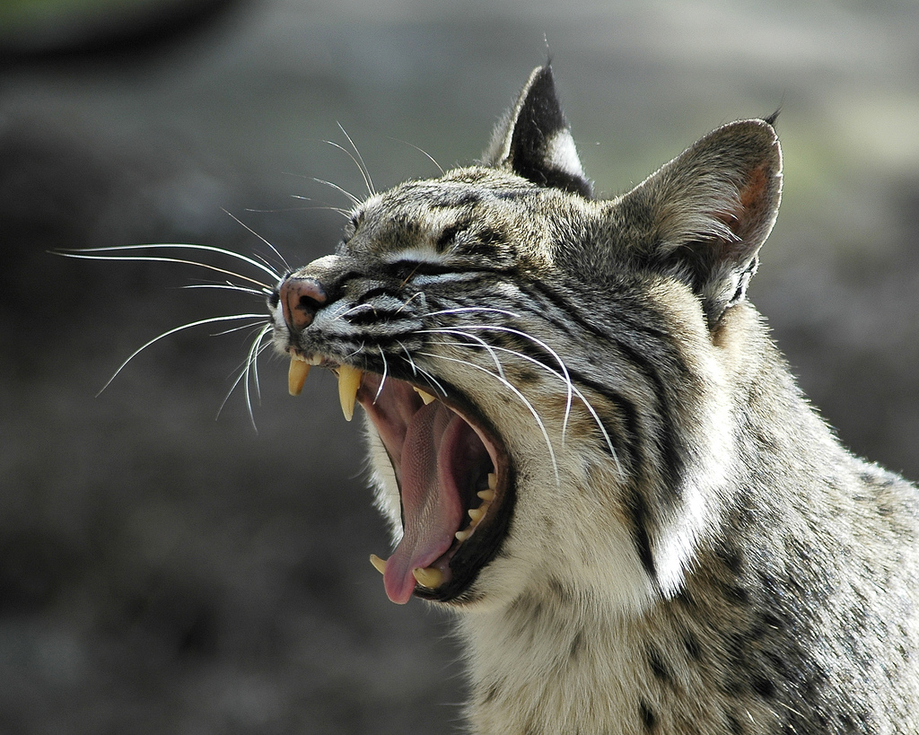 Le lynx roux ou chat tigré (bobcat) Le lynx roux ou chat tigre bobcat felin sauvage 6 Le-lynx-roux-ou-chat-tigre-bobcat-felin-sauvage-6