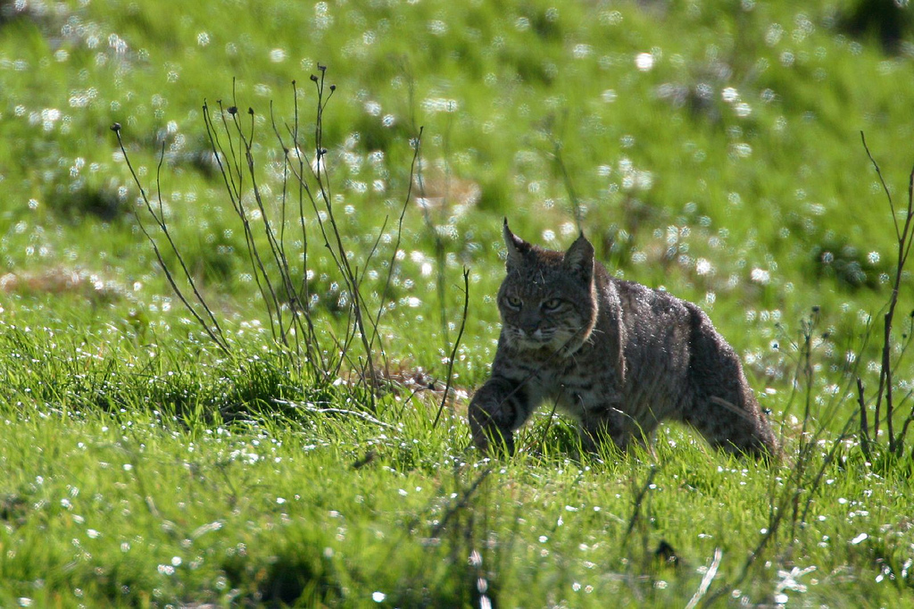 Le lynx roux ou chat tigré (bobcat) Le lynx roux ou chat tigre bobcat felin sauvage 8 Le-lynx-roux-ou-chat-tigre-bobcat-felin-sauvage-8