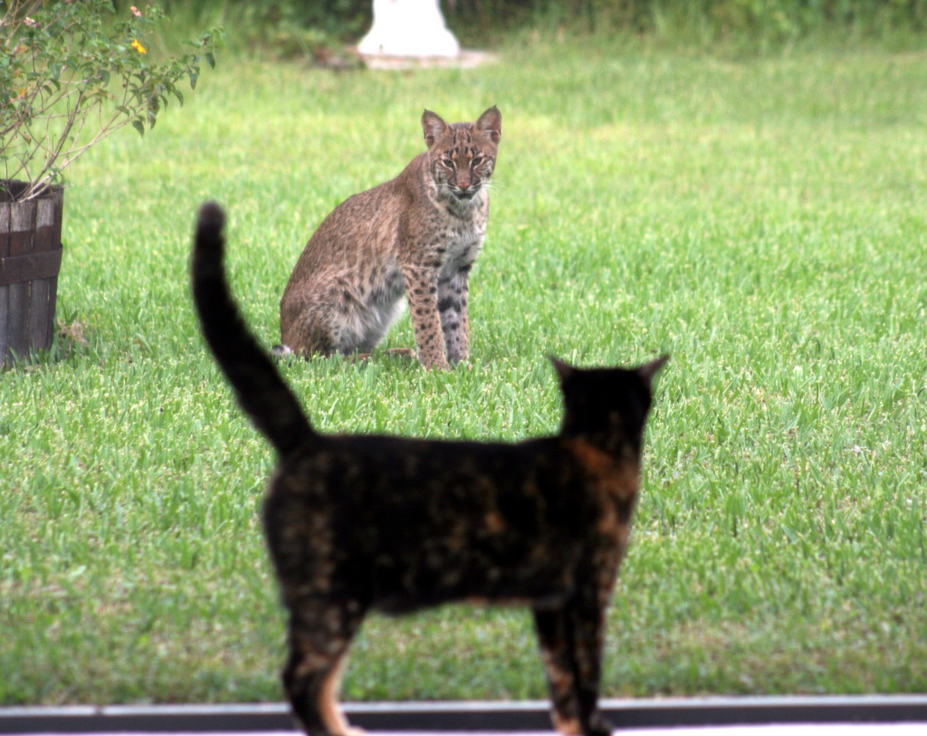 Le lynx roux ou chat tigré (bobcat) Le lynx roux ou chat tigre bobcat felin sauvage 9 Le-lynx-roux-ou-chat-tigre-bobcat-felin-sauvage-9
