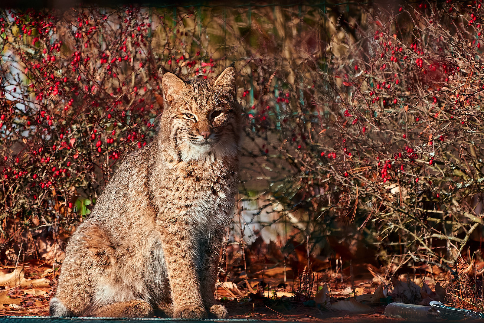 bobcat jardin bobcat dans un jardin