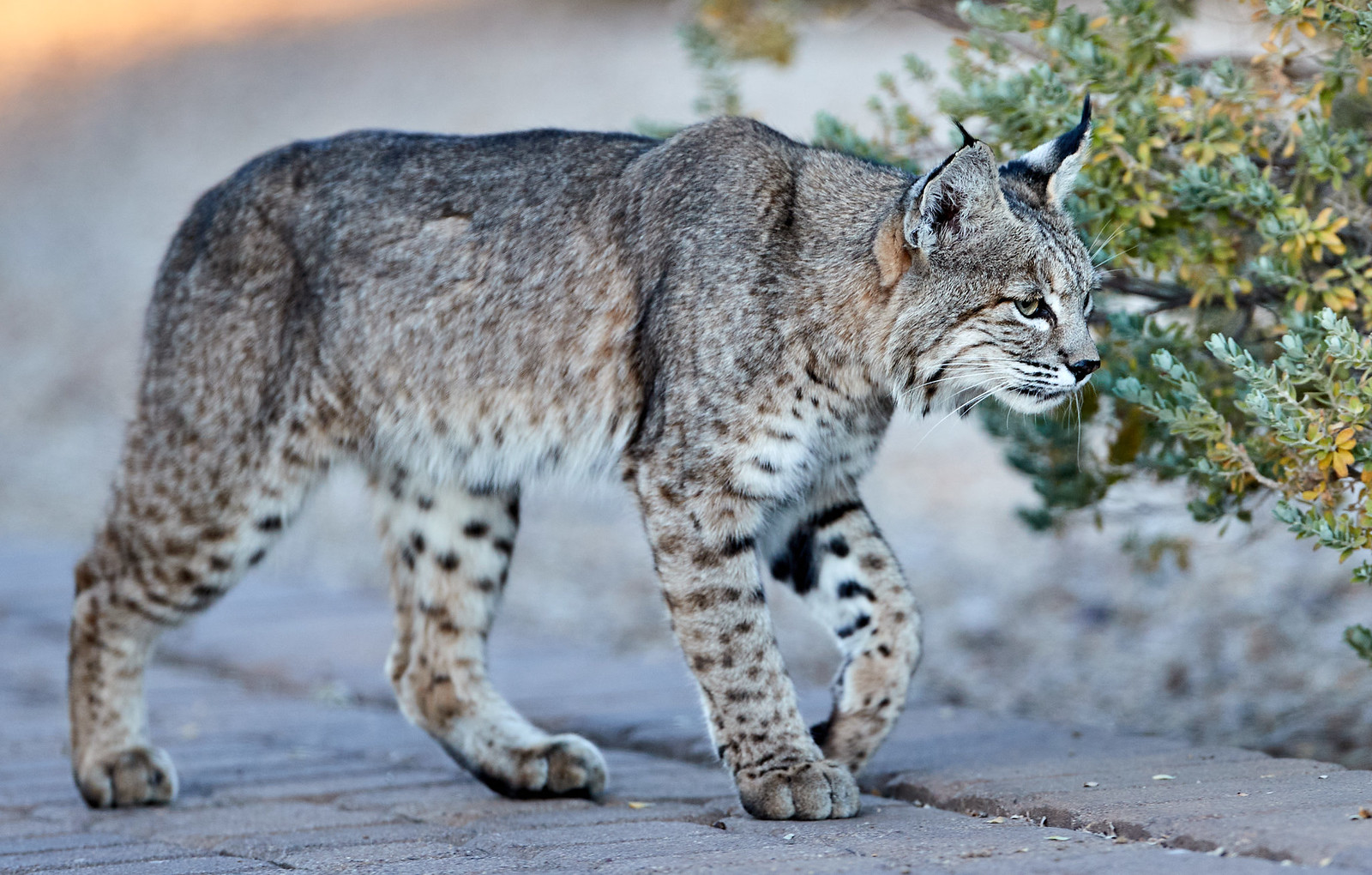 Bobcat ou lynx roux sauvage Bobcat ou lynx roux sauvage