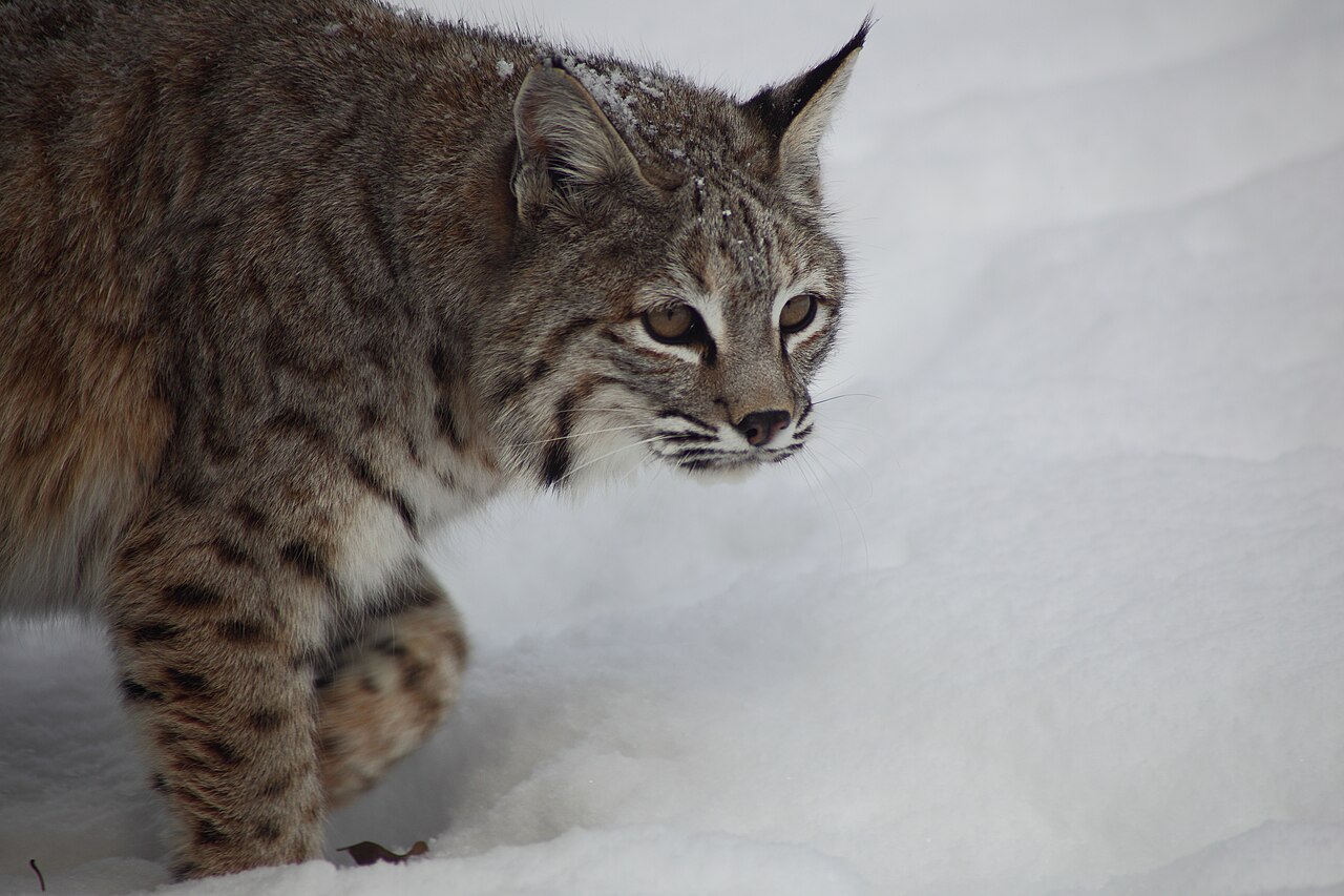 Bobcat ou lynx roux marchant dans la neige Bobcat ou lynx roux marchant dans la neige