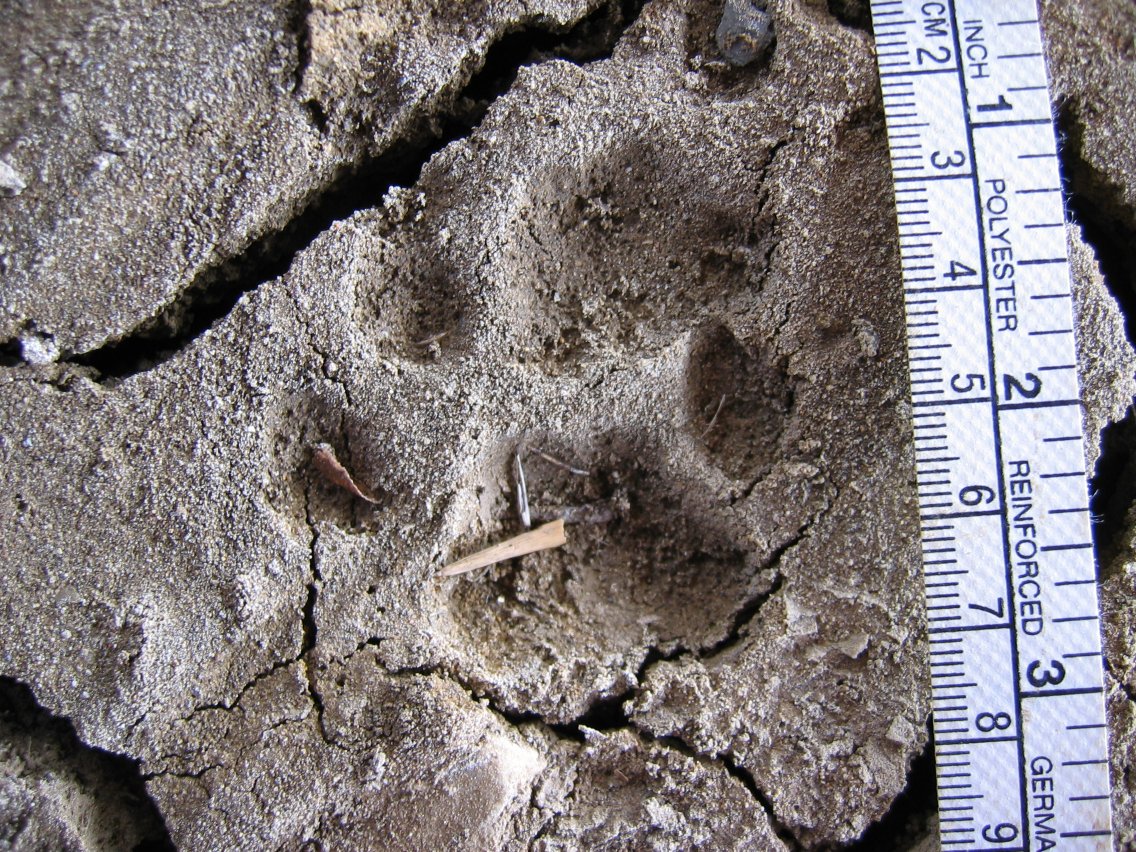 Empreinte de bobcat ou lynx roux mesurée dans la boue Empreinte de bobcat ou lynx roux mesurée dans la boue
