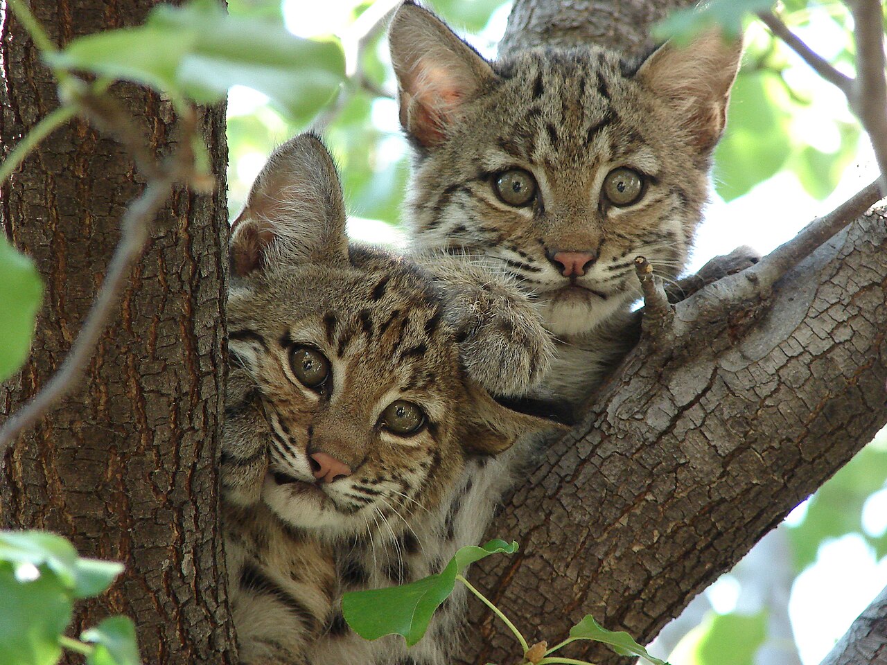 Deux jeunes bobcats ou lynx roux installés dans un arbre au Texas Deux jeunes bobcats ou lynx roux installés dans un arbre au Texas