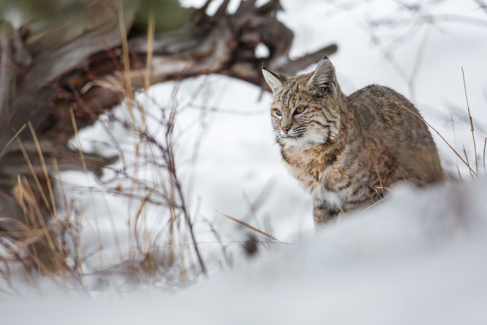 Bobcat au bord de la rivière Madison Bobcat au bord de la rivière Madison