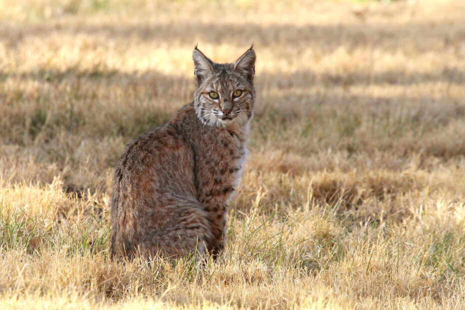 Bobcat : le lynx roux, petit félin sauvage d’Amérique du Nord le lynx roux ou chat tigre bobcat 2 >Lynx roux dans un champ
