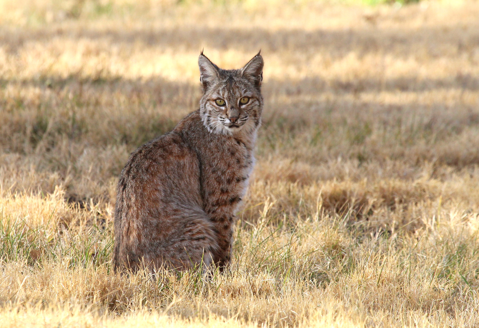 le lynx roux ou chat tigre bobcat 2 >Lynx roux dans un champ