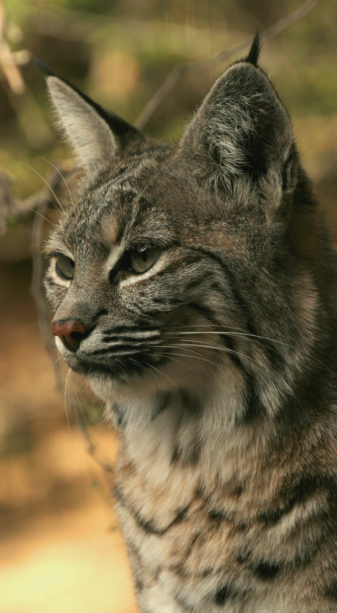 Portrait d’un bobcat montrant les favoris et les oreilles du lynx roux Portrait d’un bobcat montrant les favoris et les oreilles du lynx roux