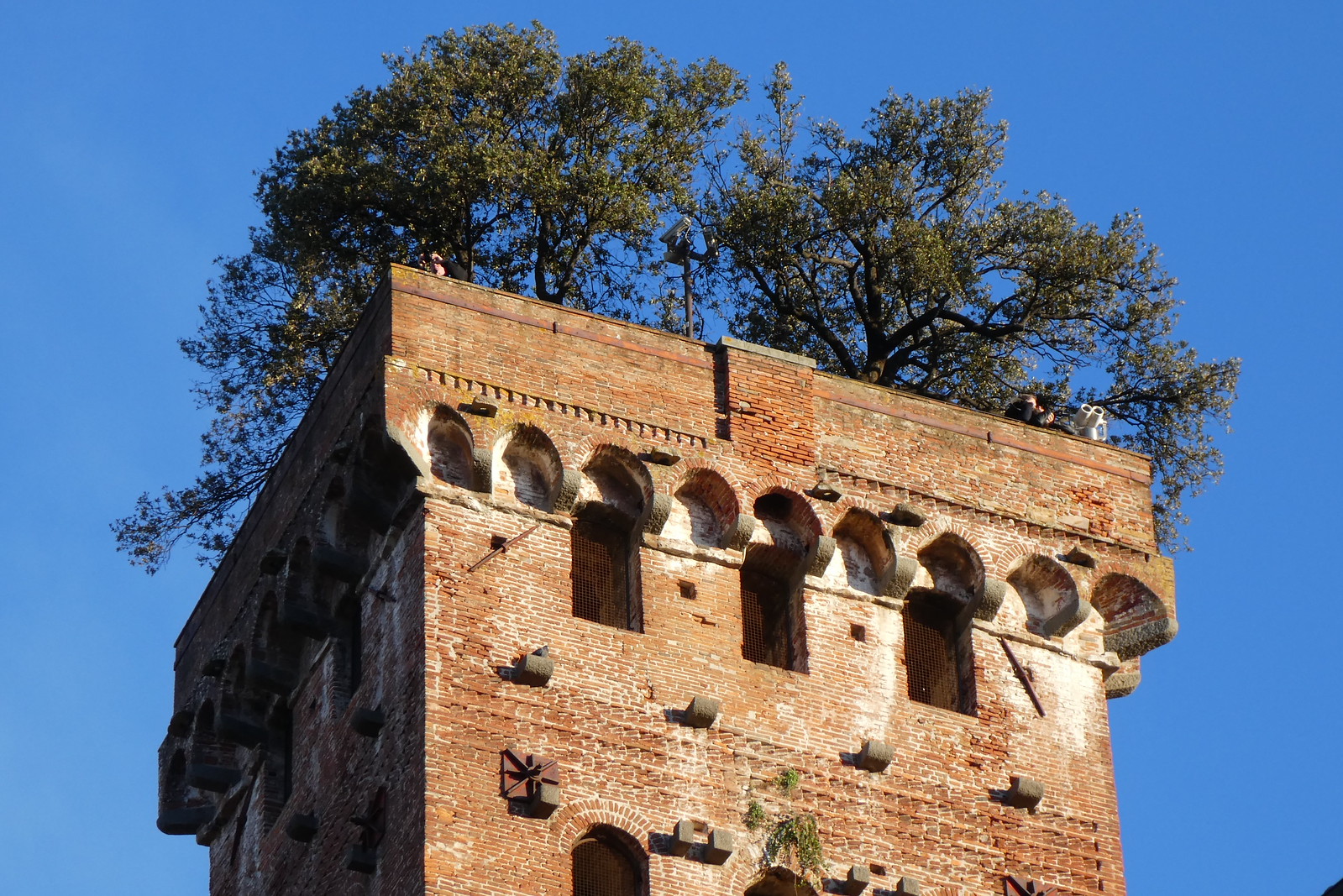 tour Guinigi a Lucques en Toscane italie 2 tour Guinigi a Lucques en Toscane italie 2