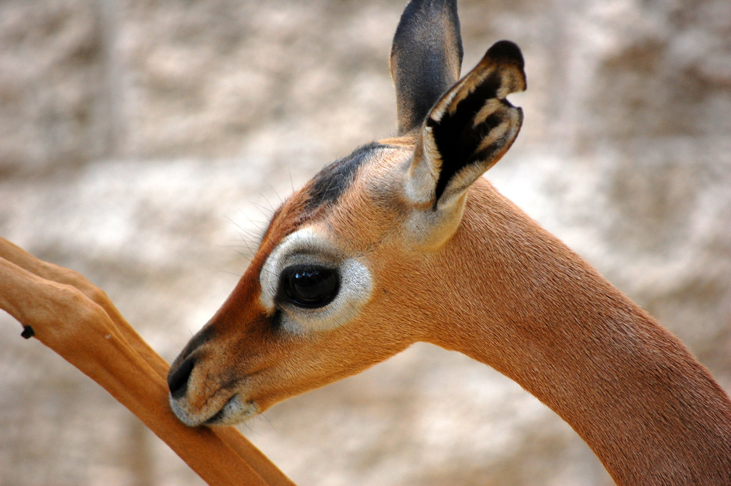 L'élégance rare de la gazelle de Waller ou gazelle girafe L elegance rare de la gazelle de Waller ou gazelle girafe 10 L-elegance-rare-de-la-gazelle-de-Waller-ou-gazelle-girafe-10