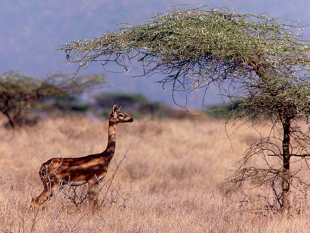 L'élégance rare de la gazelle de Waller ou gazelle girafe L elegance rare de la gazelle de Waller ou gazelle girafe 12 L-elegance-rare-de-la-gazelle-de-Waller-ou-gazelle-girafe-12
