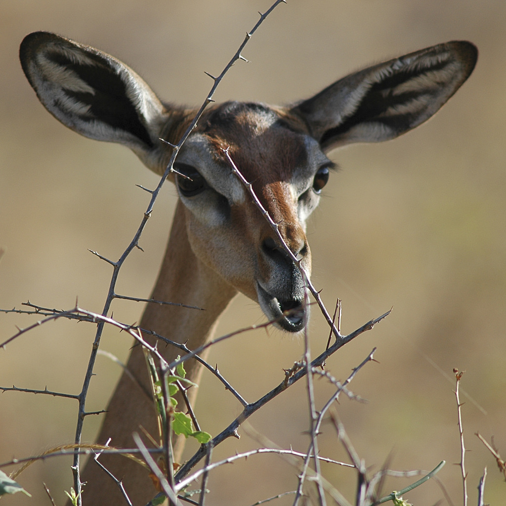 L'élégance rare de la gazelle de Waller ou gazelle girafe L elegance rare de la gazelle de Waller ou gazelle girafe 13 L-elegance-rare-de-la-gazelle-de-Waller-ou-gazelle-girafe-13