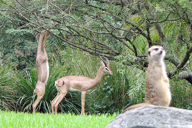 L'élégance rare de la gazelle de Waller ou gazelle girafe L elegance rare de la gazelle de Waller ou gazelle girafe 3 Animal Kingdom: gerenuks and meerkat
