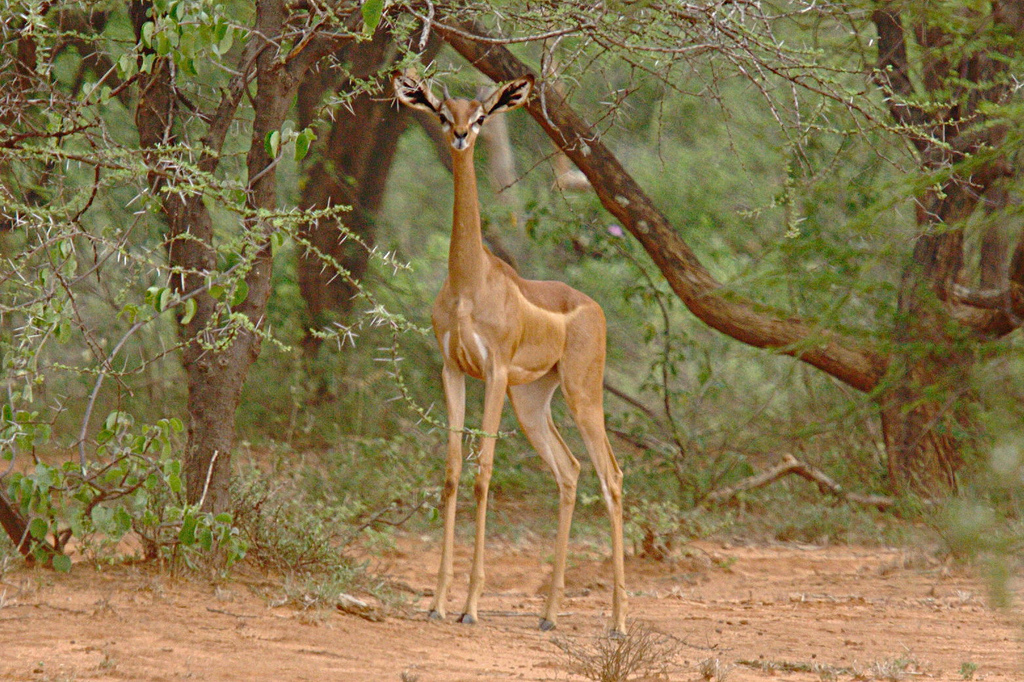 L'élégance rare de la gazelle de Waller ou gazelle girafe L elegance rare de la gazelle de Waller ou gazelle girafe 4 L-elegance-rare-de-la-gazelle-de-Waller-ou-gazelle-girafe-4