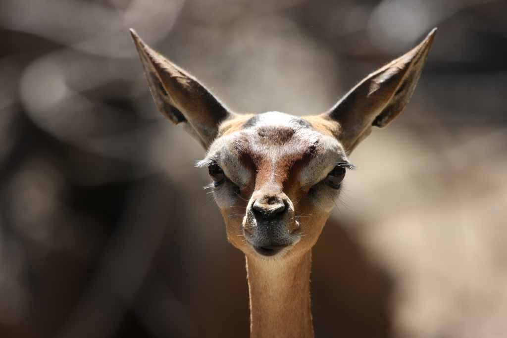 L'élégance rare de la gazelle de Waller ou gazelle girafe L elegance rare de la gazelle de Waller ou gazelle girafe 7 L-elegance-rare-de-la-gazelle-de-Waller-ou-gazelle-girafe-7