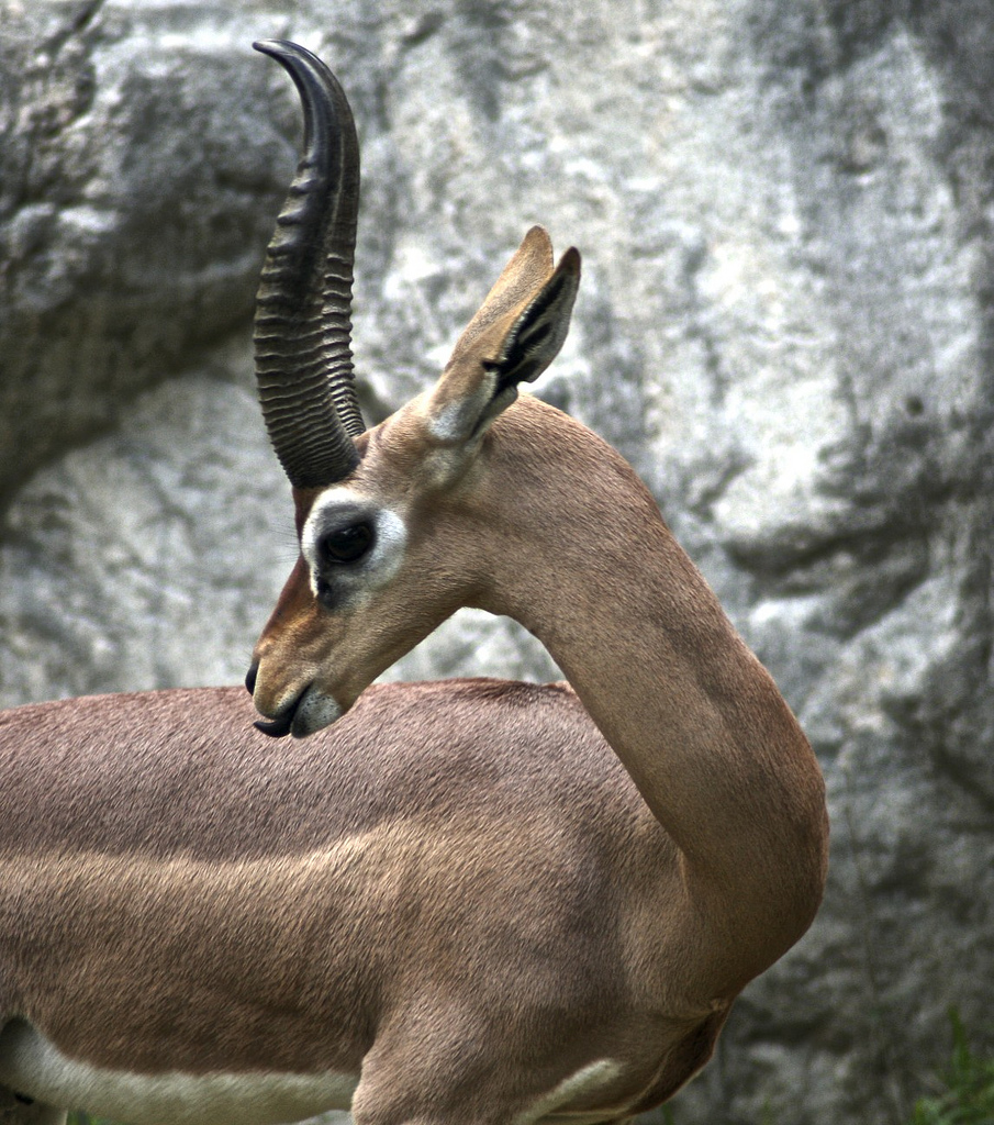 L'élégance rare de la gazelle de Waller ou gazelle girafe L elegance rare de la gazelle de Waller ou gazelle girafe 8 L-elegance-rare-de-la-gazelle-de-Waller-ou-gazelle-girafe-8