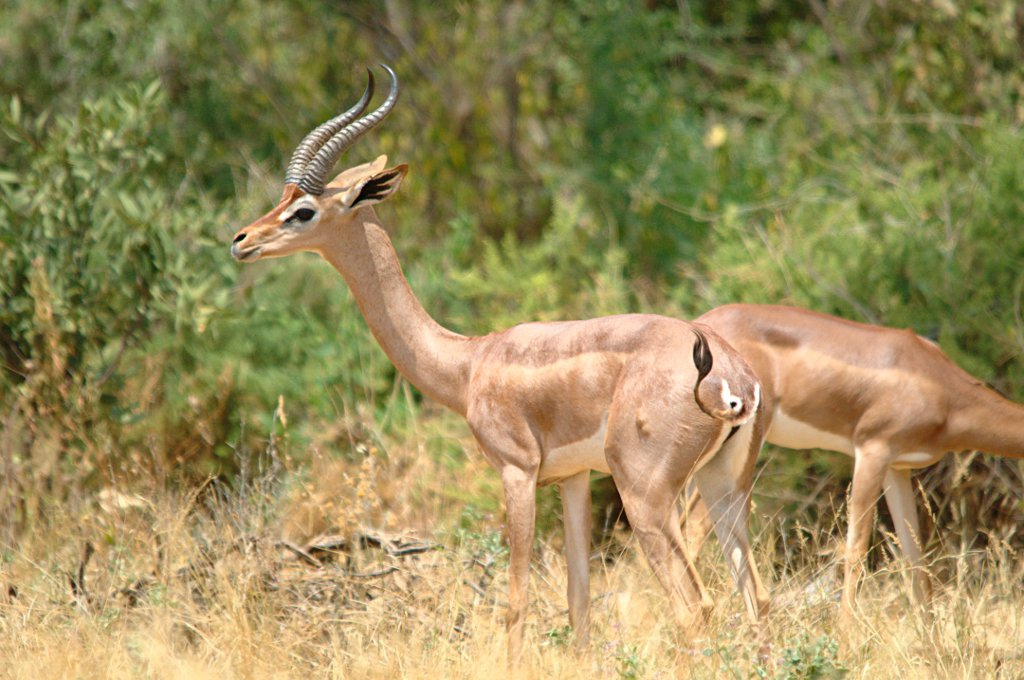 L'élégance rare de la gazelle de Waller ou gazelle girafe L elegance rare de la gazelle de Waller ou gazelle girafe 9 L-elegance-rare-de-la-gazelle-de-Waller-ou-gazelle-girafe-9