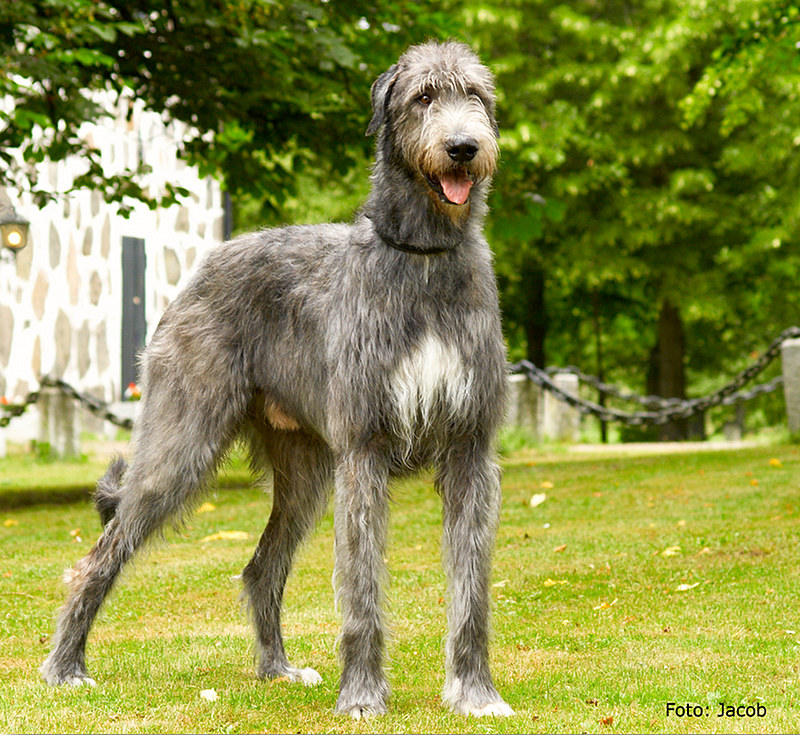L'étonnante taille du Irish Wolfhound ou lévrier irlandais L etonnante taille du Irish wolfhound ou levrier irlandais 10 L-etonnante-taille-du-Irish-wolfhound-ou-levrier-irlandais-10