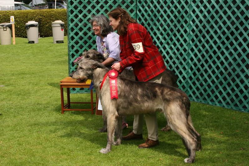 L'étonnante taille du Irish Wolfhound ou lévrier irlandais L etonnante taille du Irish wolfhound ou levrier irlandais 11 L etonnante taille du Irish wolfhound ou levrier irlandais 11